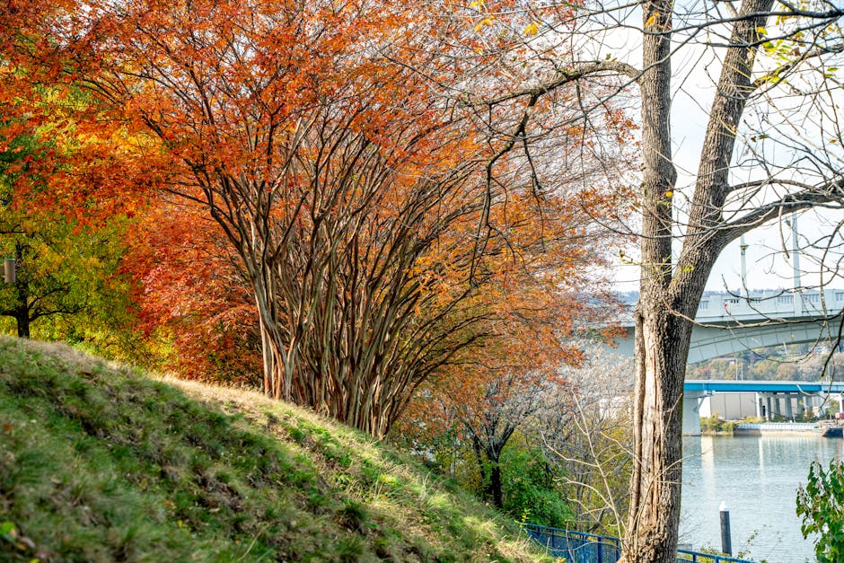 A selection of trees with autumn foliage, featuring vibrant orange and red leaves on the left side and some bare branches on the right, alongside a grassy slope. In the background, a bridge extends over a river, with a section of water visible beneath it. There are no visible furniture, boxes, or moving equipment in the scene, but the setting suggests an outdoor environment suitable for home relocation or packing and moving logistics. The natural lighting highlights the seasonal colours and the landscape, which is adjacent to an urban area with some buildings partially visible beyond the trees. This scene is related to the kinds of environments where Putney Removals may operate for house removals and transportation services near Putney Bridge, reflecting the scenic riverfront access and parking options typical for a move involving packing, loading, and furniture transport.